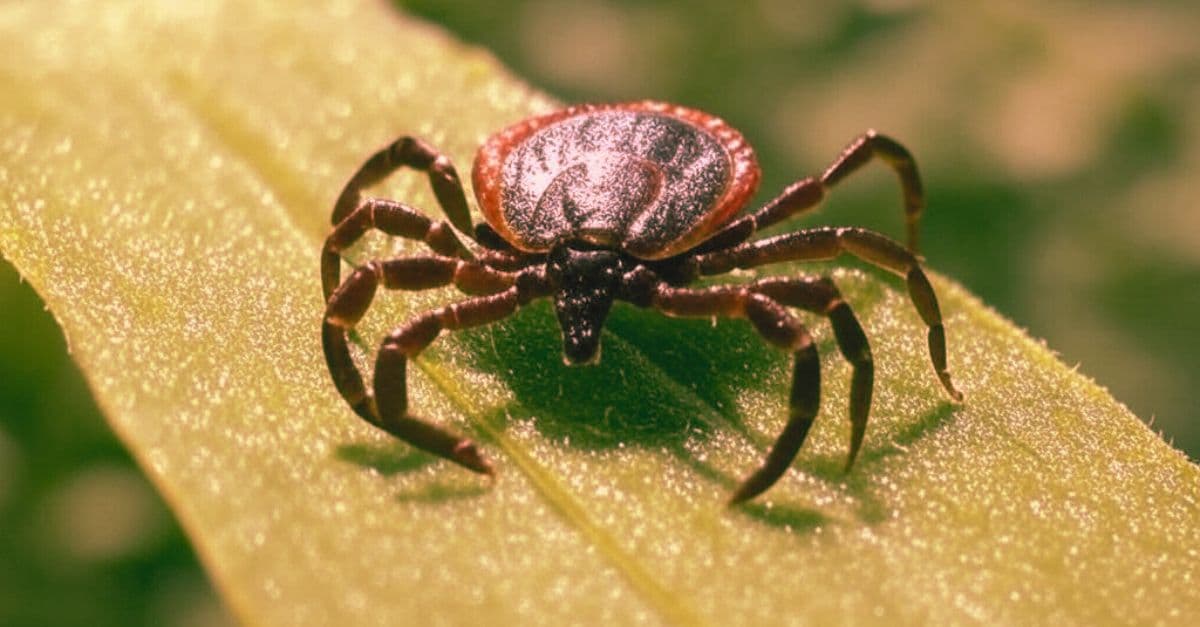 tick bite in italy how to recognize a tick